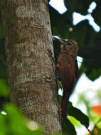 Image of Dendrocolaptes certhia retentus Batista et al. 2013