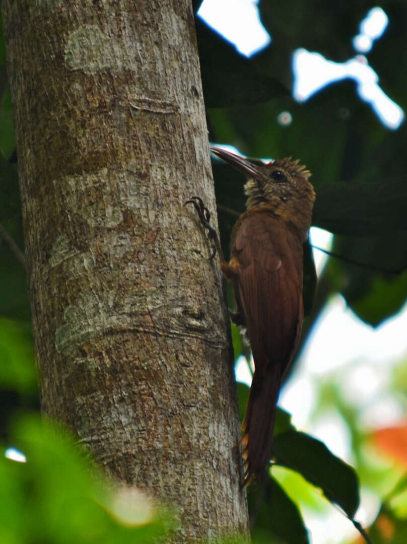 Слика од Dendrocolaptes certhia retentus Batista et al. 2013