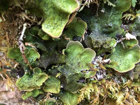 Image of British felt lichen