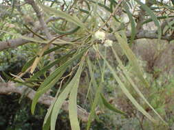 Слика од Acacia heterophylla (Lam.) Willd.