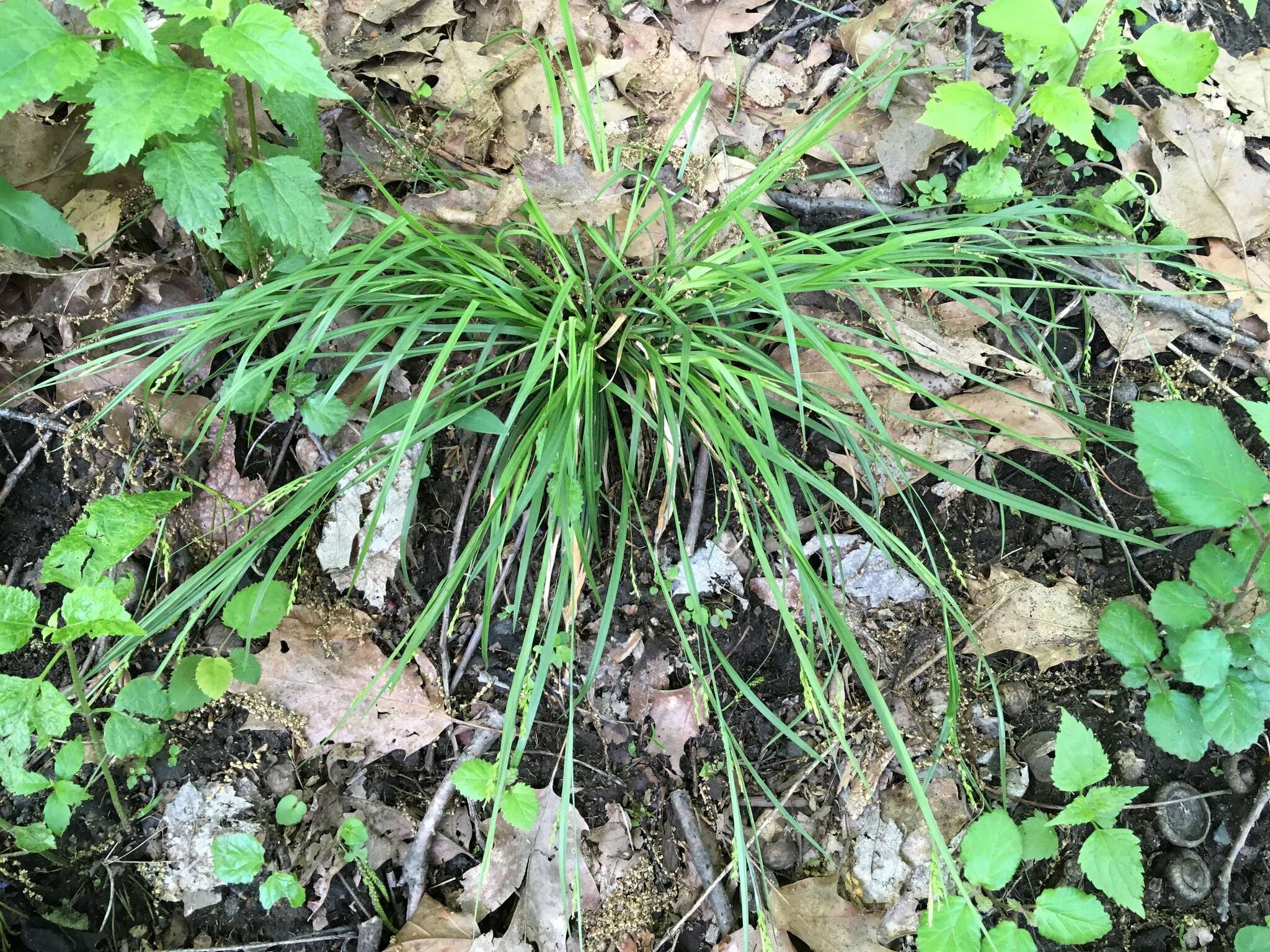 Image of slender woodland sedge