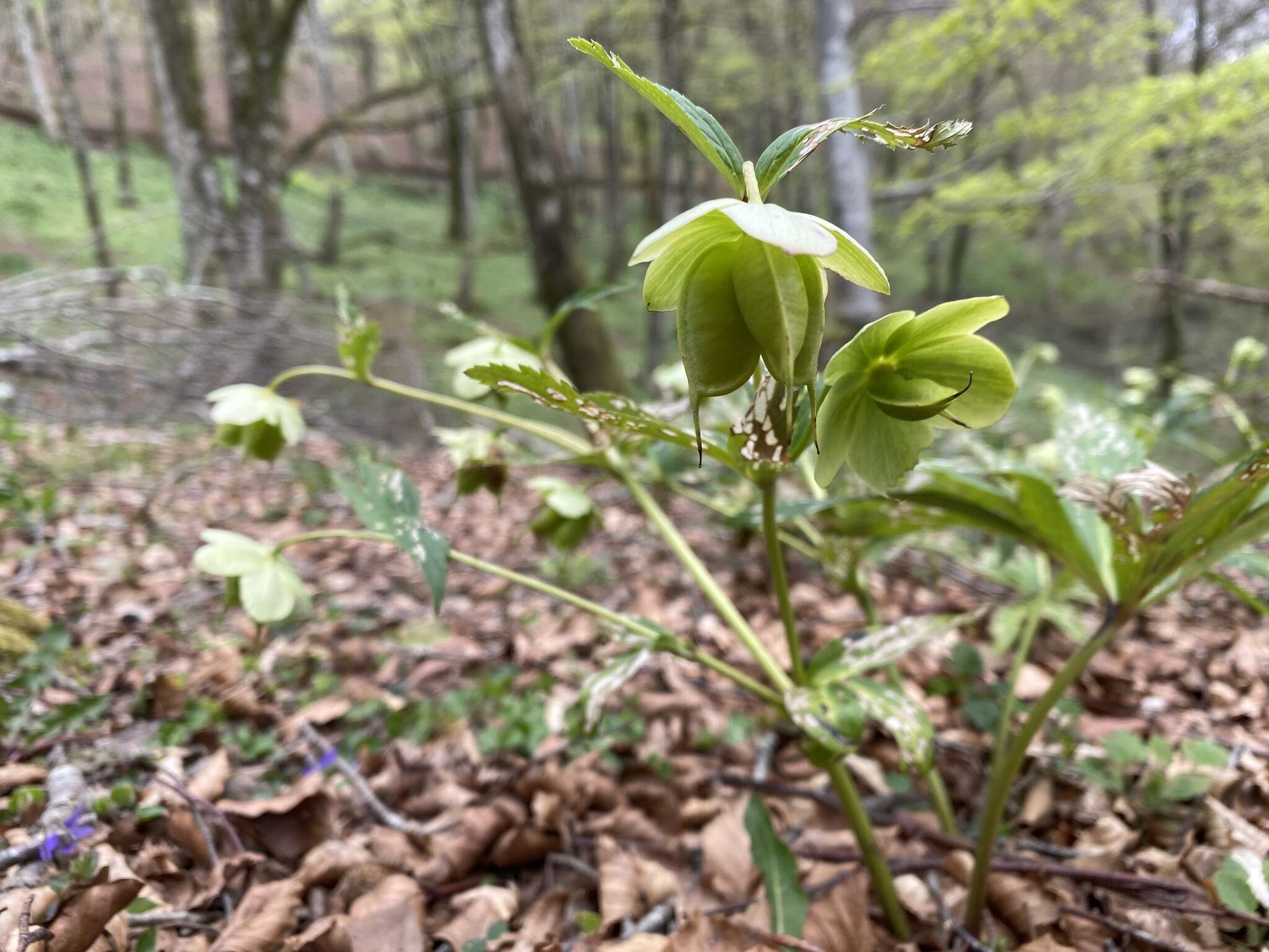 Image of Helleborus viridis subsp. occidentalis (Reuter) Schifner