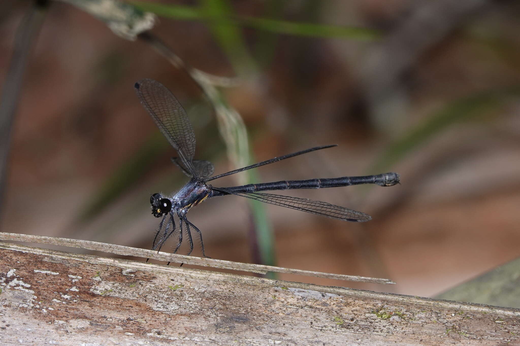 Image of azure flatwing