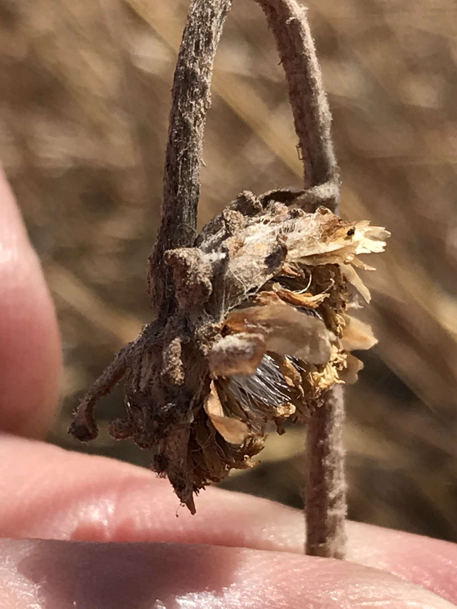 Image of Haplocarpha scaposa Harv.