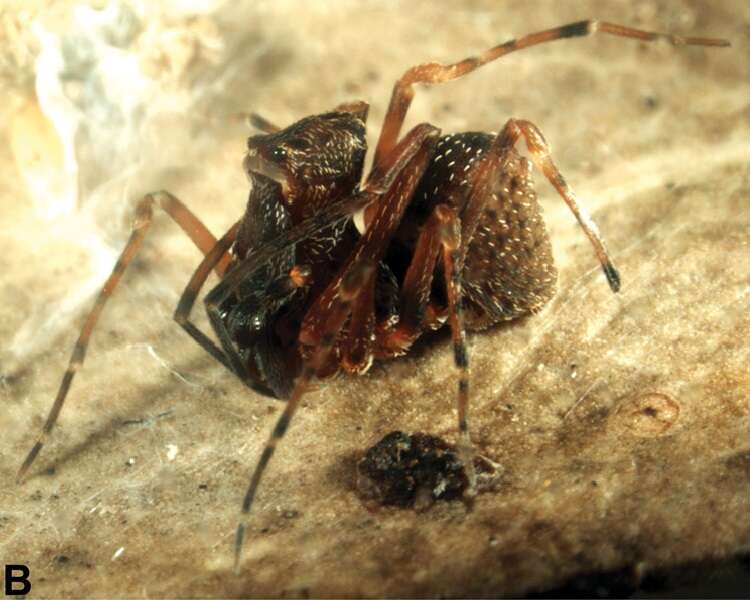 Image of Zephyrarchaea janineae Rix & Harvey 2012