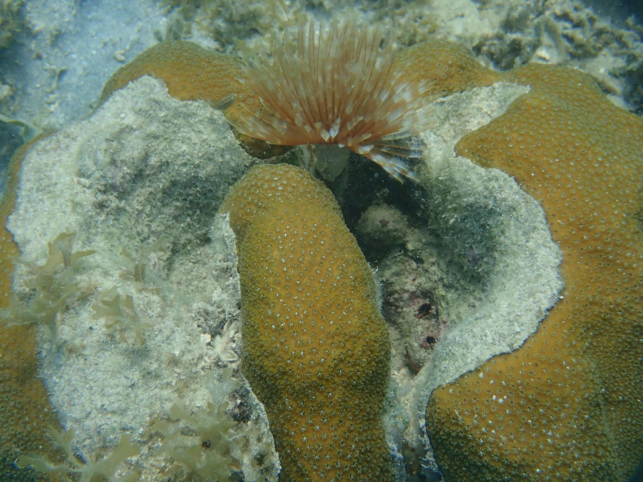 Image of giant feather-duster worm