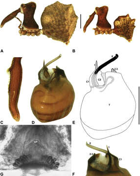 Image of Zephyrarchaea janineae Rix & Harvey 2012