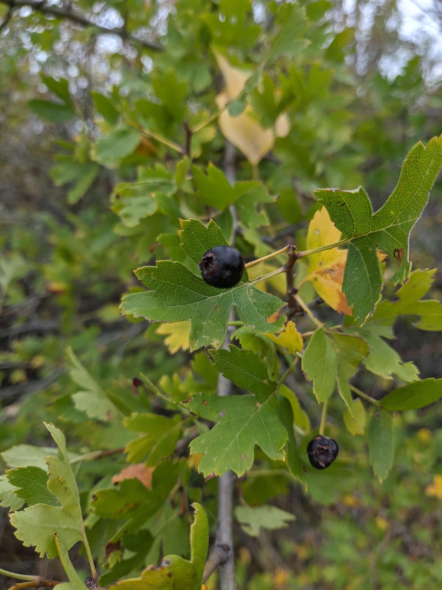 Image of Small-flowered Black Hawthorn