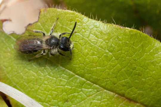 Image of Bradley's Andrena