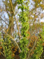 Imagem de Rumex obtusifolius L.