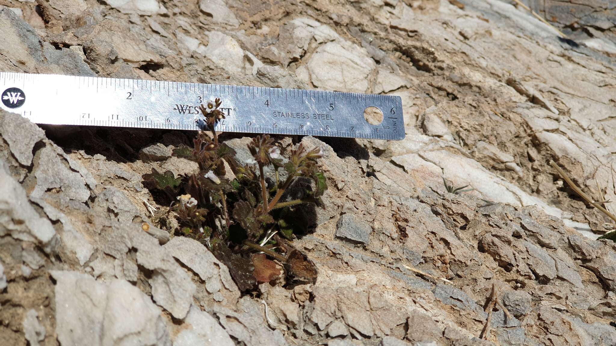 Image of roundleaf phacelia