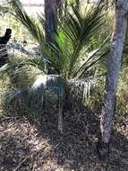 Image of Macrozamia miquelii (F. Muell.) A. DC.