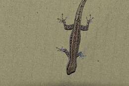 Image of Bradfield's Dwarf Gecko