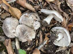 Image of Tricholoma pullum Ovrebo 1989