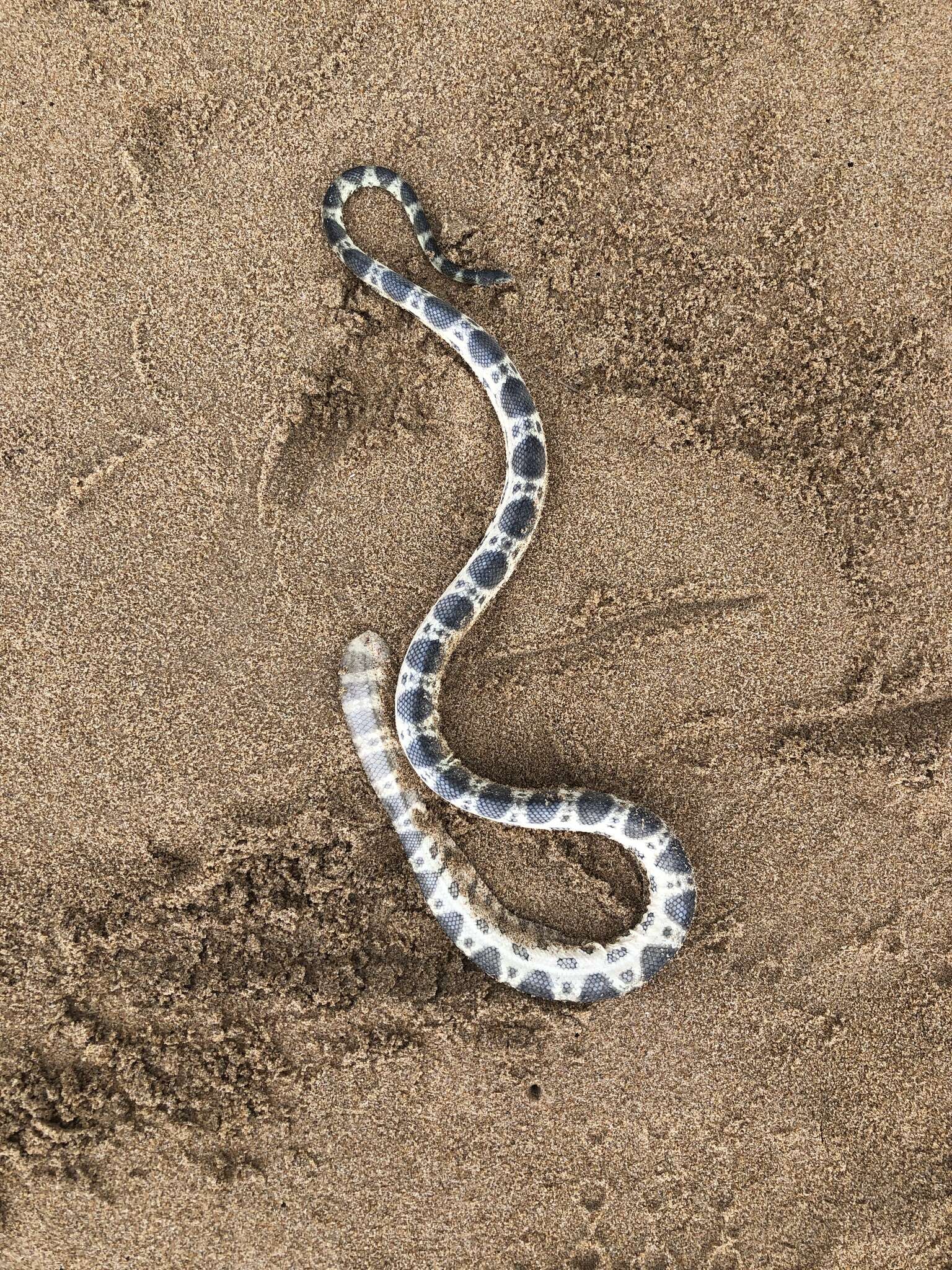 Image of Small-headed or McDowell’s seasnake