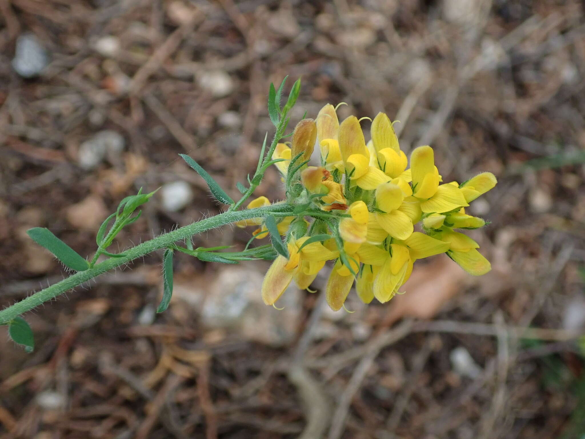 Image of Genista tournefortii Spach