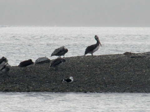 Image of Peruvian Pelican