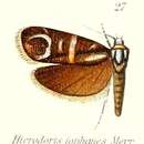 Image of Hierodoris iophanes Meyrick 1912