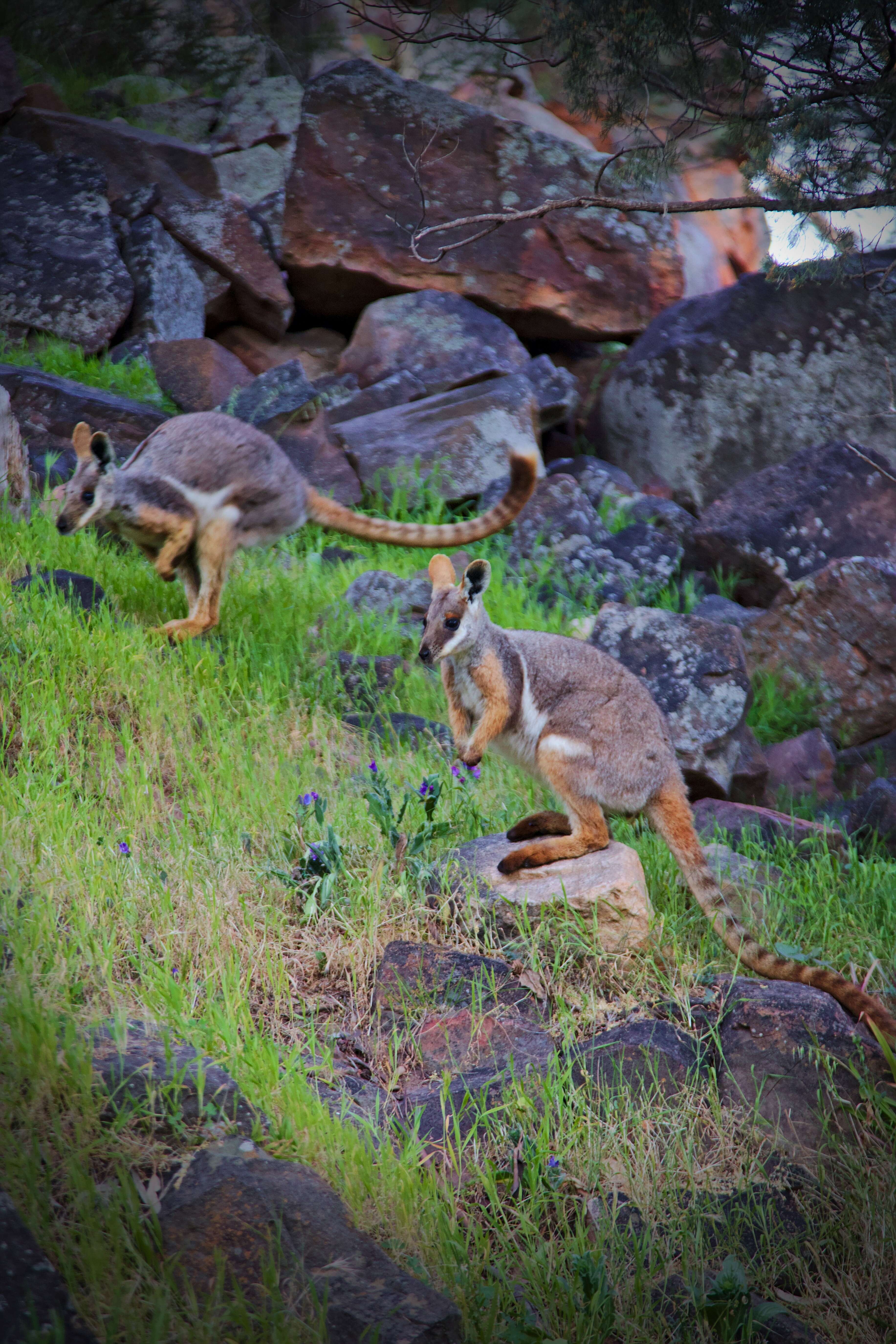 Image of Ring-tailed Rock Wallaby