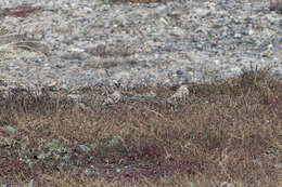 Image of Mongolian Finch