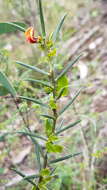 Image of Daviesia acicularis Sm.