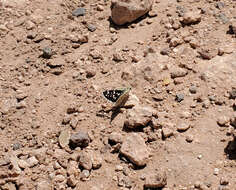 Image of Small Checkered Skipper