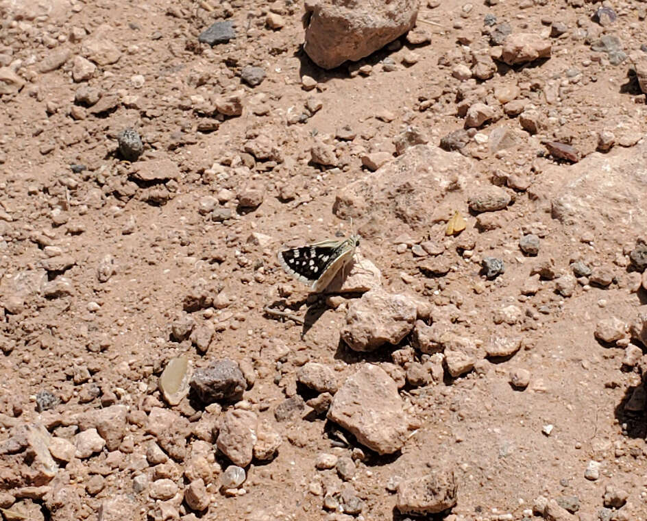 Image of Small Checkered Skipper