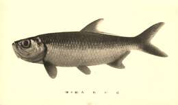 Image of Indo-Pacific Tarpon