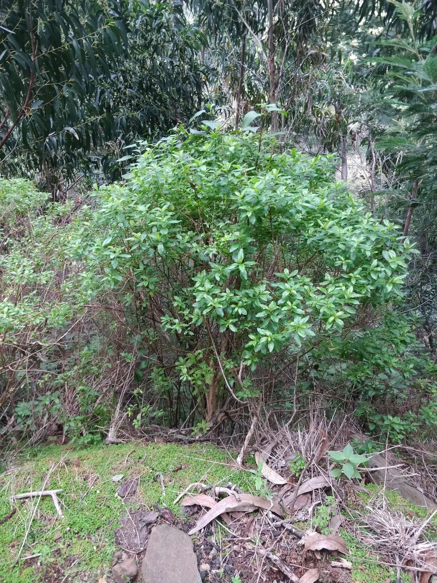 Image of Hypericum glandulosum Dryand. ex Ait.