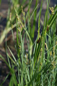 Image of Mackenzie's Sedge