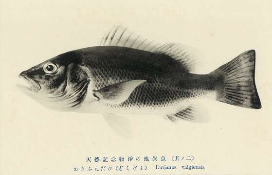 Image of Blacktail snapper