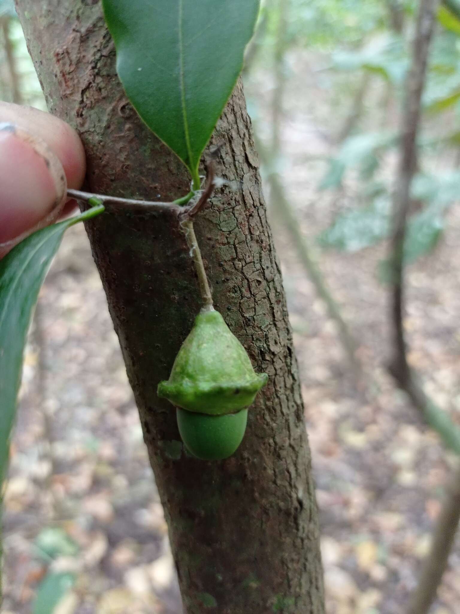 Image of Licaria misantlae (T. S. Brandegee) Kosterm.