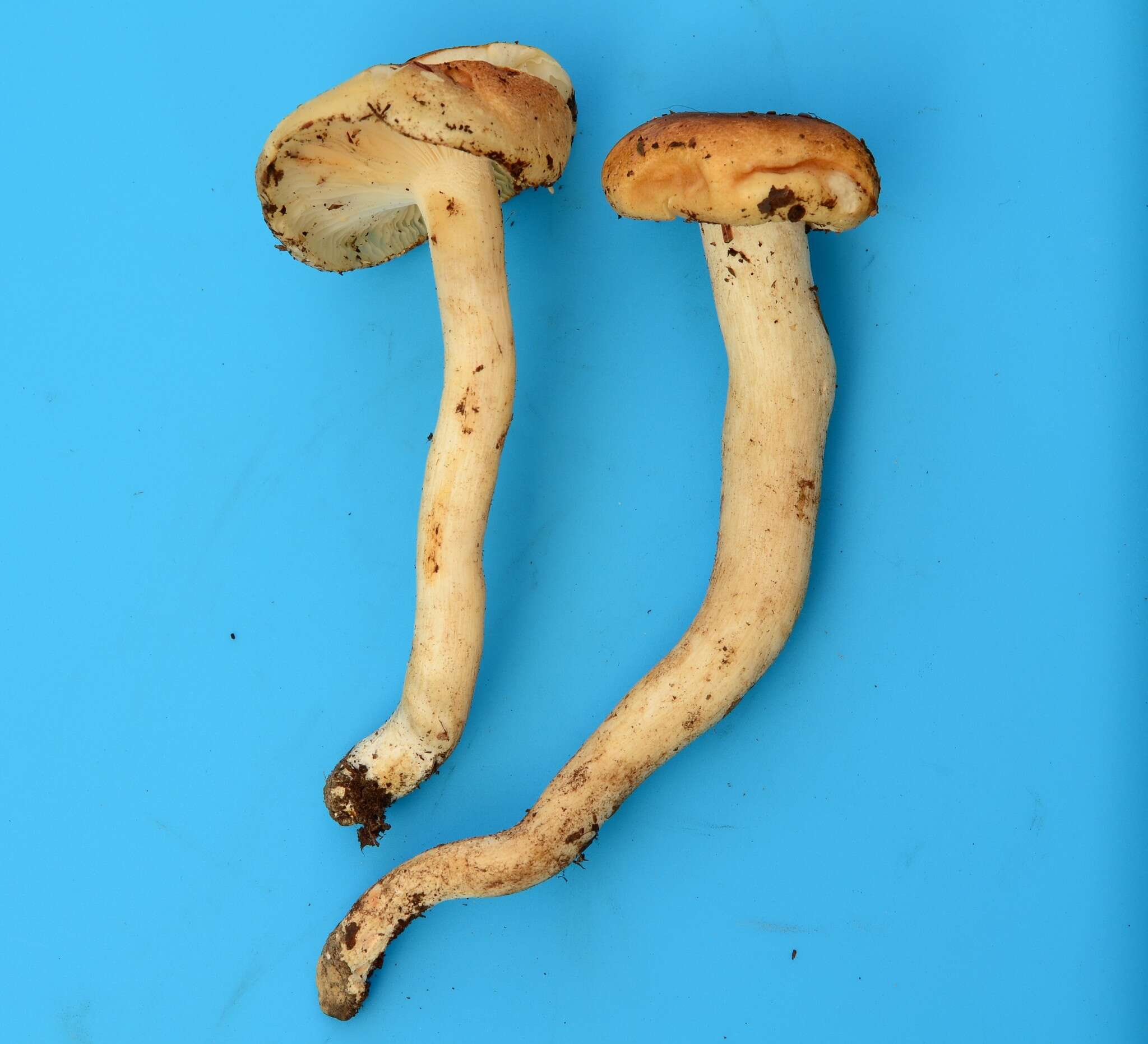 Image of Hygrophorus tennesseensis A. H. Sm. & Hesler 1939