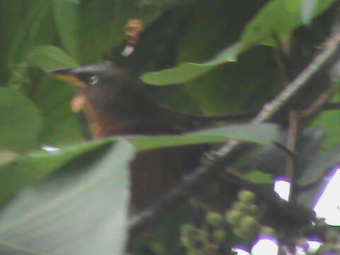 Image of Rufous Babbler