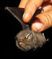 Image of Short-eared Bat