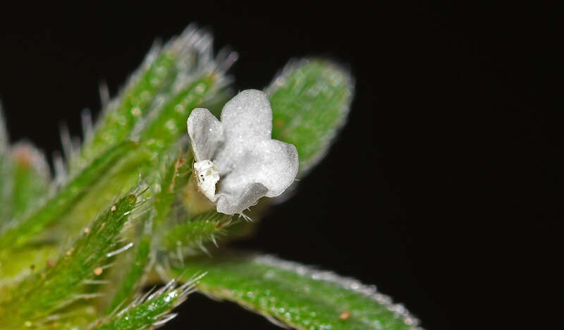 Image of Buglossoides arvensis subsp. sibthorpianum (Griseb.) R. Fernandes