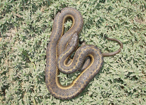 Image of Giant Garter Snake