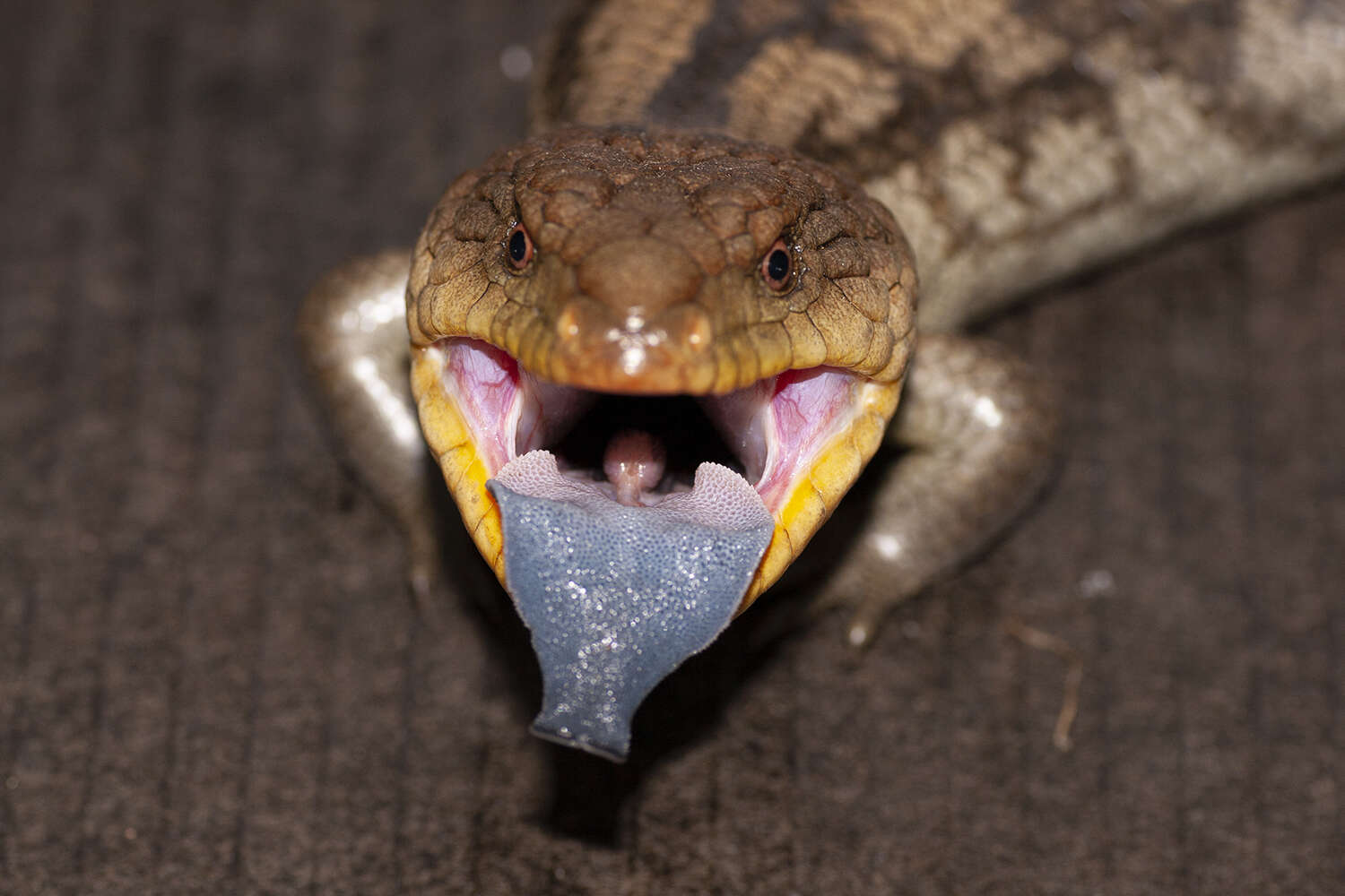 Image of Blotched blue-tongued lizard