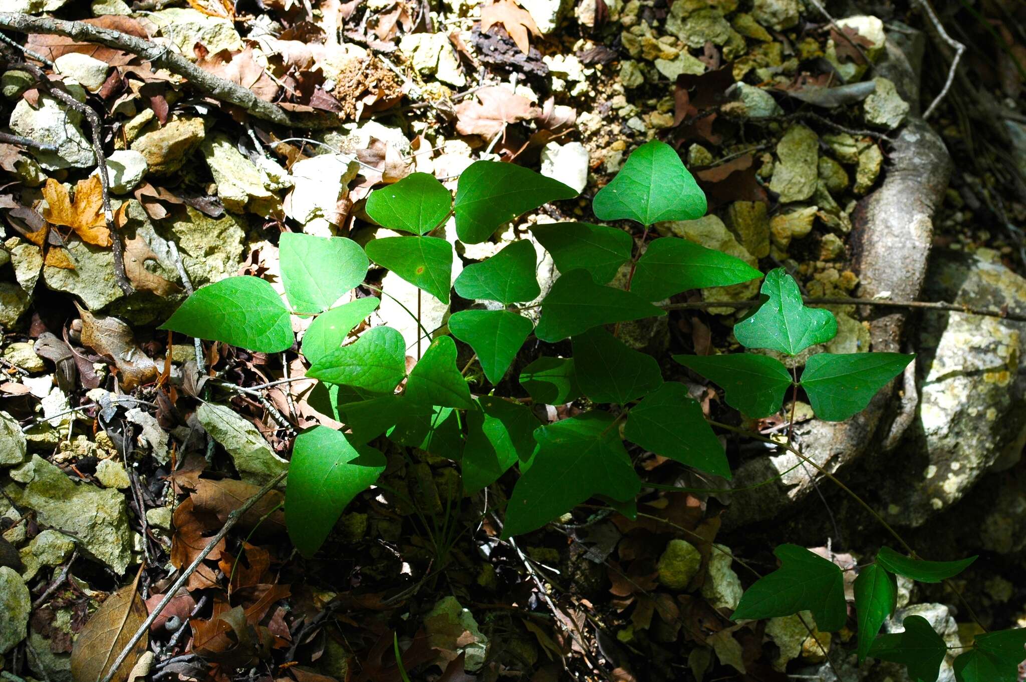 Image of <i>Phaseolus texensis</i>