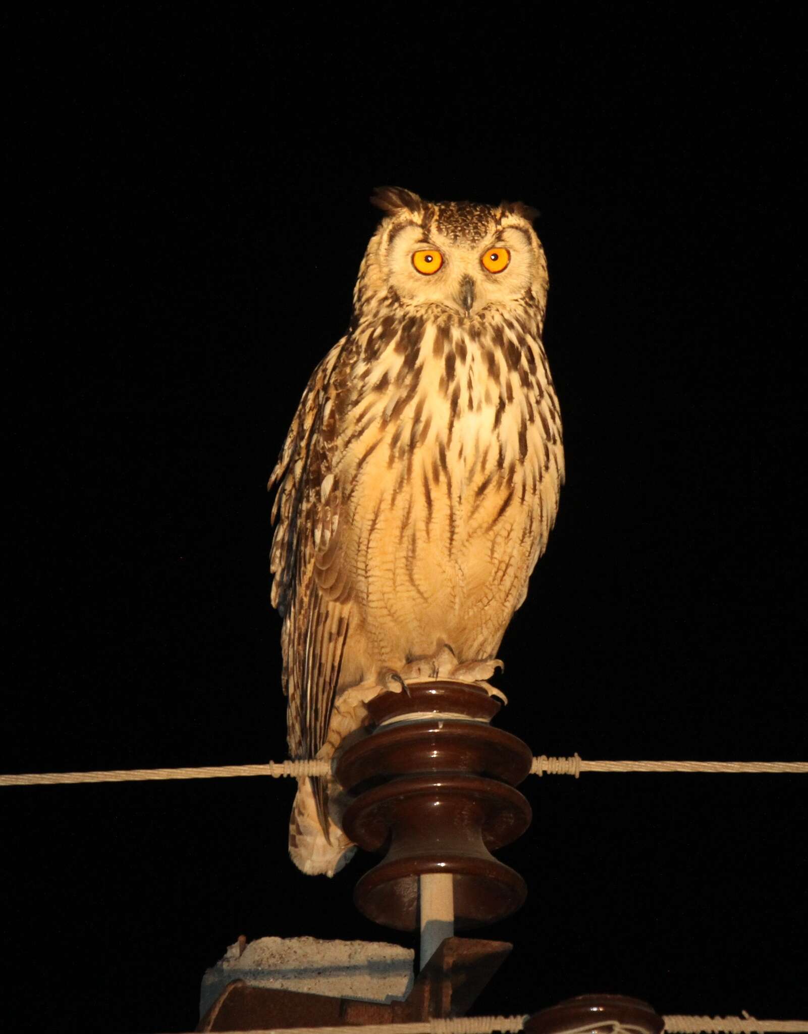 Image of Indian Eagle-Owl