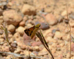 Image of Taractrocera papyria agraulia Hewitson 1868