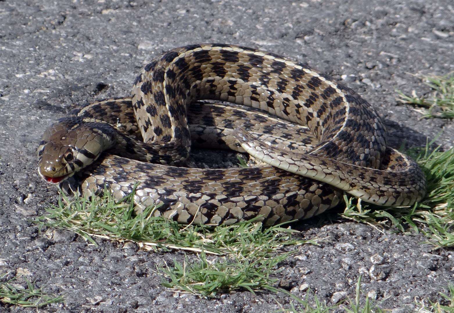 Image de Thamnophis marcianus (Baird & Girard 1853)