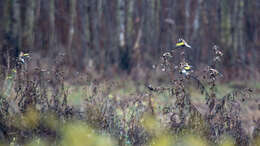 Image of European Goldfinch