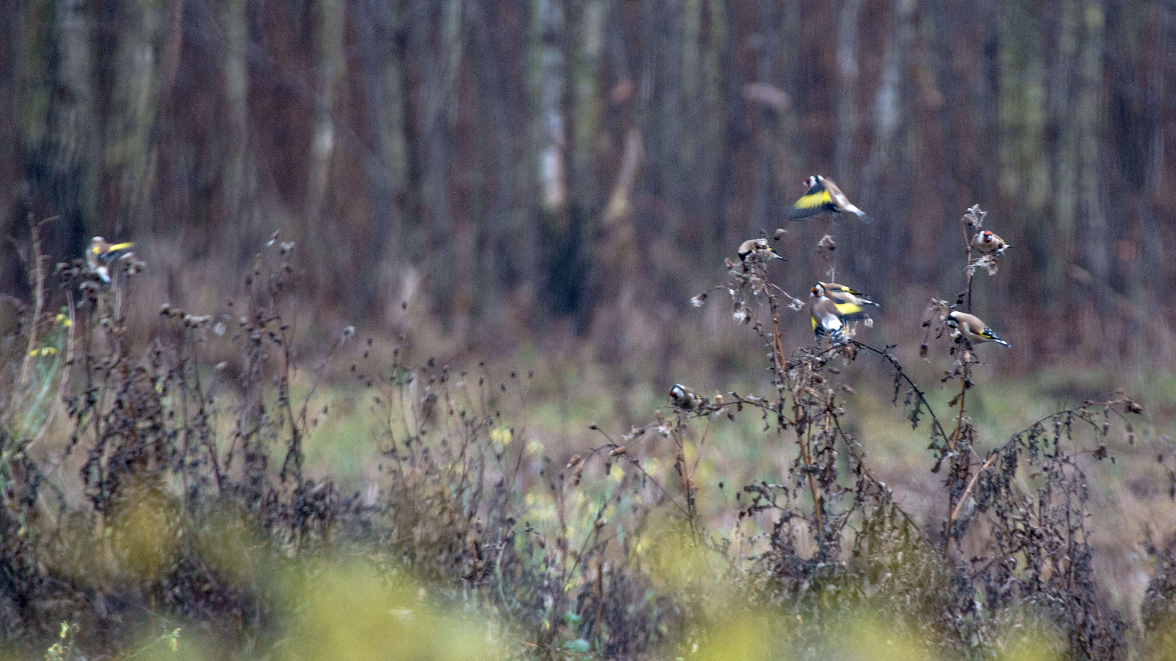 Image of European Goldfinch