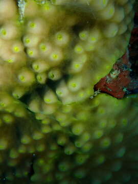 Image of Turbinaria coral