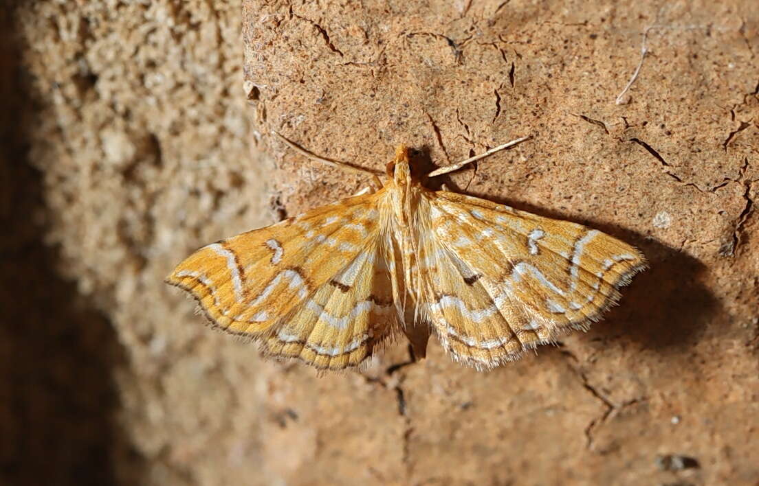 Image de Musotima ochropteralis Guenée 1854