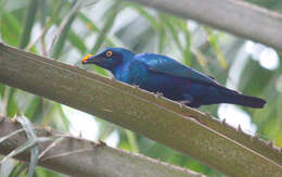 Image of Lesser Blue-eared Glossy-Starling