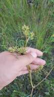 Image de Persicaria angustifolia (Pall.) Ronse Decraene