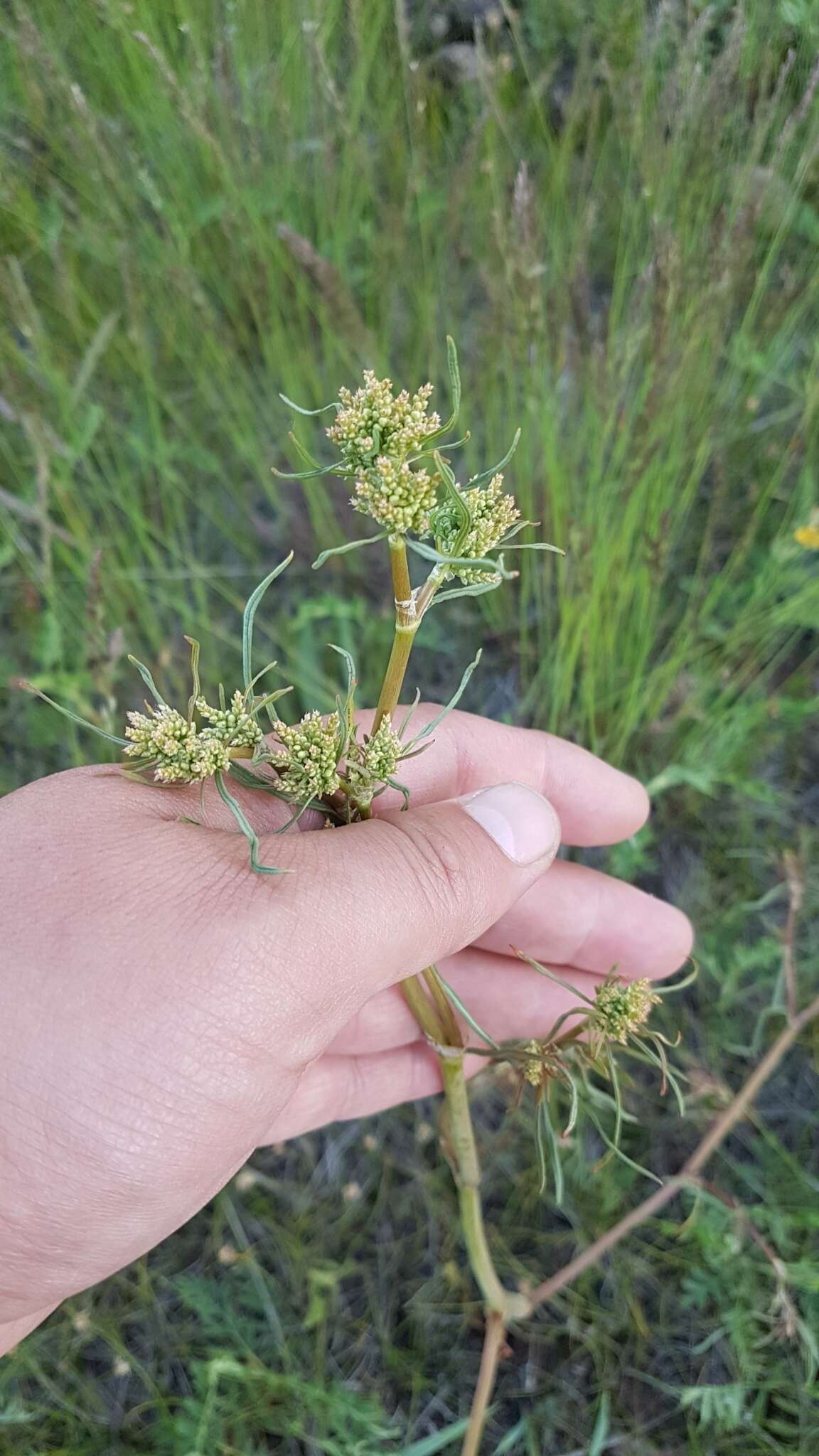 Image de Persicaria angustifolia (Pall.) Ronse Decraene