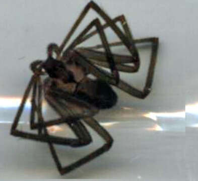 Image of Brown Recluse